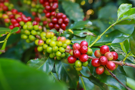 Sơ lược về hành trình phát triển cà phê Việt Nam